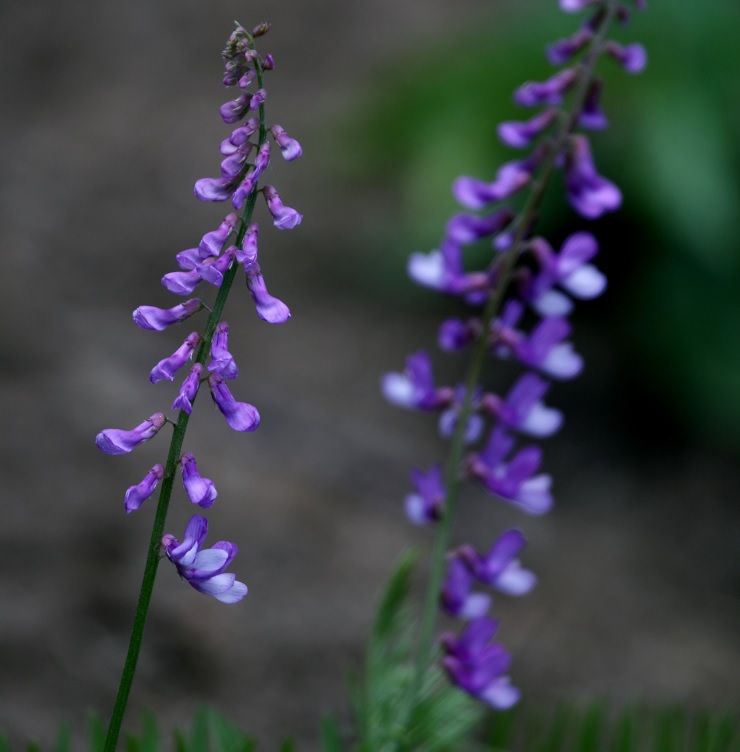 Image of genus Vicia specimen.