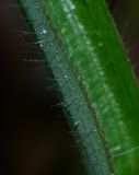 Dactyloctenium aegyptium