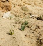 genus Carpobrotus