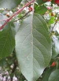 Image of taxon representative. Author is Владислав Григоренко