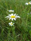 Leucanthemum ircutianum