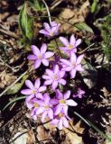 Hepatica nobilis. Цветущее растение (форма с розовой окраской цветов). ФРГ, Саксония, окрестности Майссена (Meissen), ботанический сад Boselgarten.