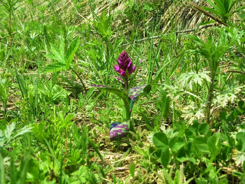 Image of Dactylorhiza aristata specimen.