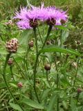 Centaurea jacea