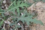 Verbascum pinnatifidum