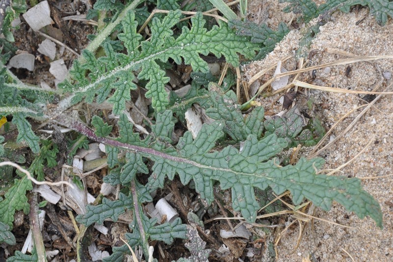Image of Verbascum pinnatifidum specimen.