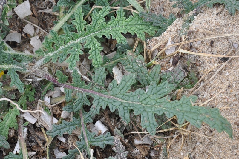 Изображение особи Verbascum pinnatifidum.