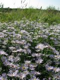 Symphyotrichum novi-belgii