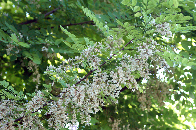 Изображение особи Robinia pseudoacacia.