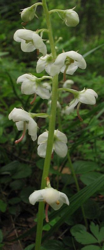 Изображение особи Pyrola rotundifolia.