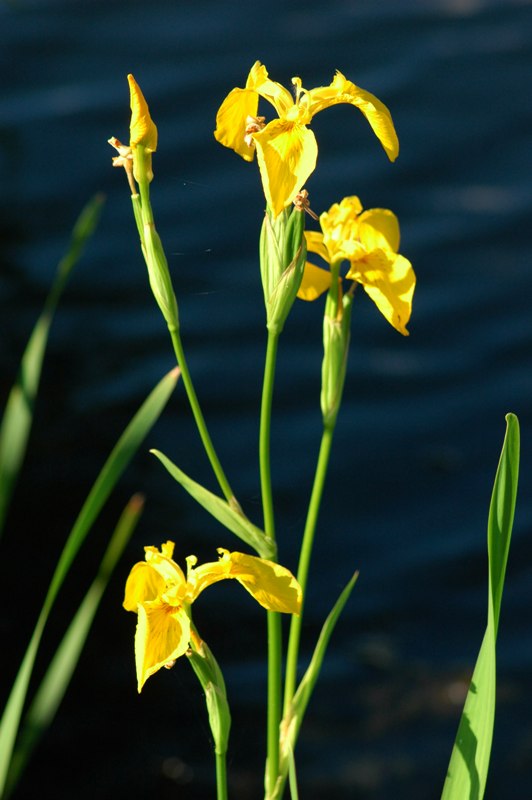 Изображение особи Iris pseudacorus.