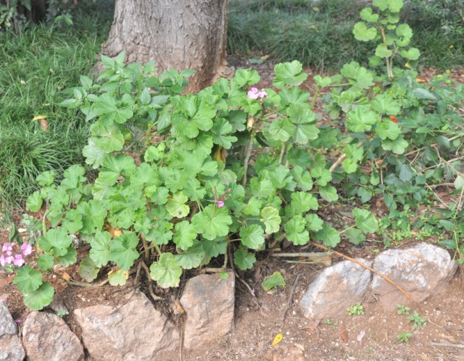 Изображение особи Pelargonium hortorum.