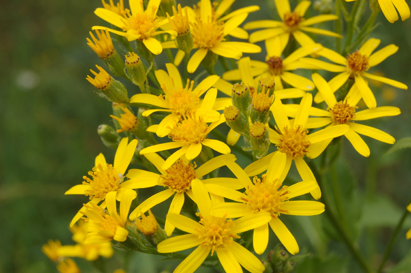 Image of Senecio nemorensis specimen.
