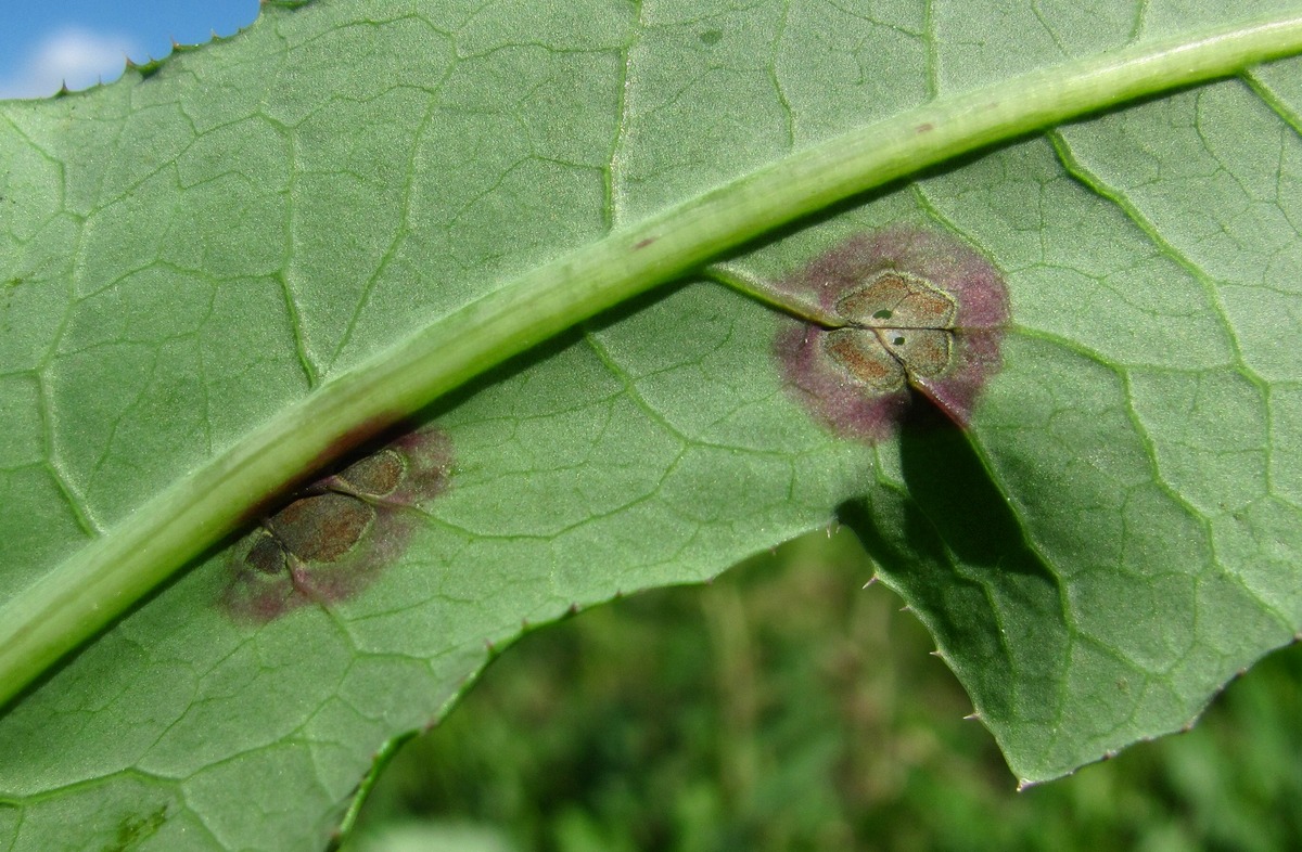 Изображение особи Sonchus arvensis.