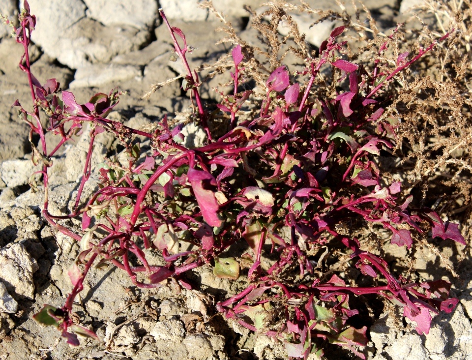 Изображение особи род Chenopodium.