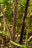 Centaurea scabiosa. Нижняя часть стебля. Новгородская обл., Боровичский р-н, ок. 1 км на с.-в. от дер. Селино, луг. 25.07.2015.