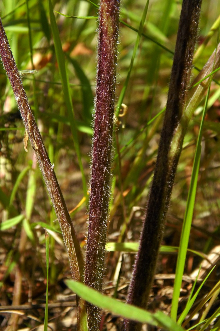 Image of Centaurea scabiosa specimen.