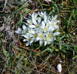 Ornithogalum fimbriatum. Цветущие растения в петрофитной степи. Крым, Севастополь, Караньское плато. 20.03.2015.