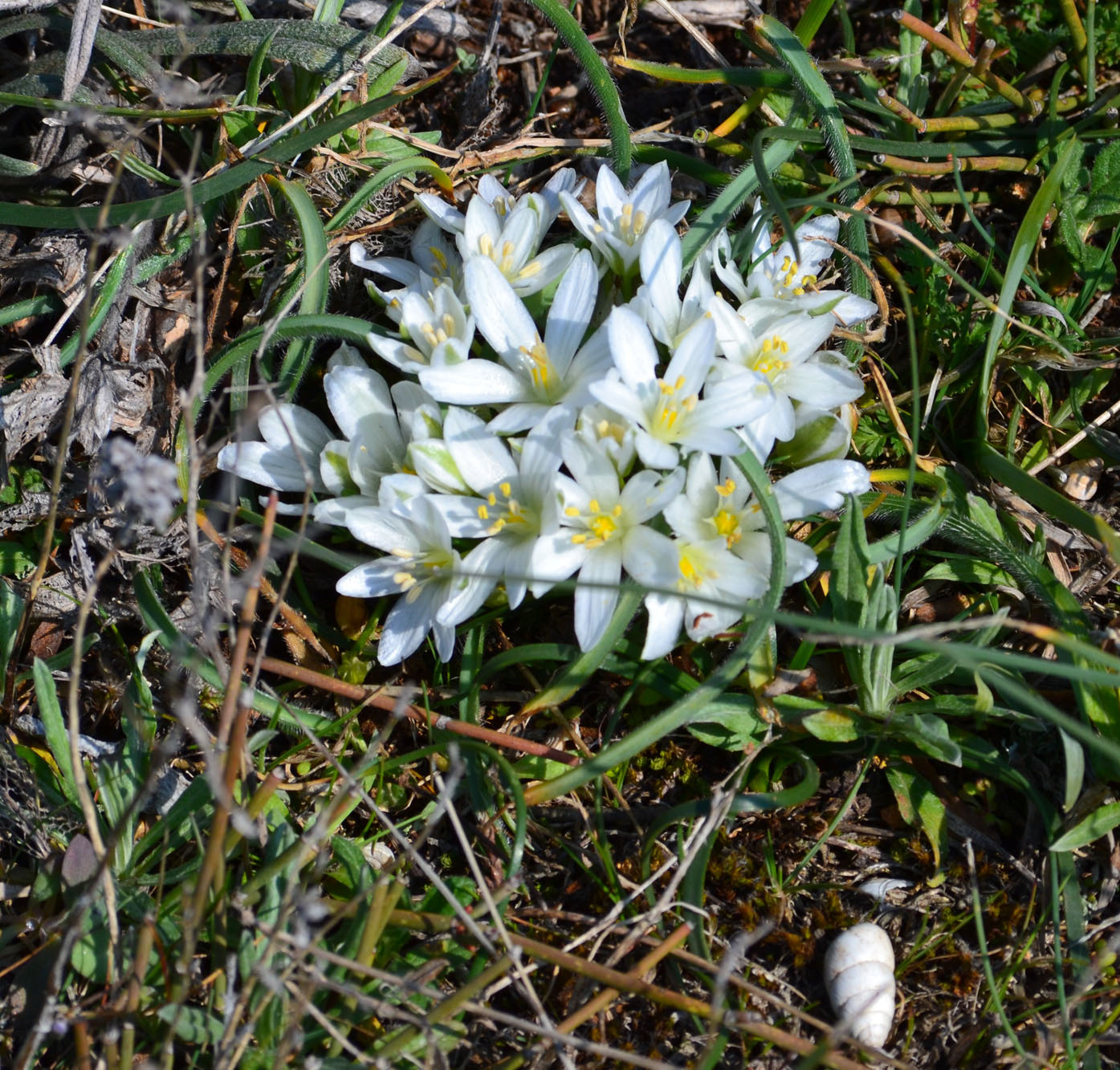 Изображение особи Ornithogalum fimbriatum.