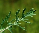 Senecio jacobaea. Лист. Владимирская обл., Ковровский р-н, окр. дер. Митино, лесная вырубка. 04.07.2015.
