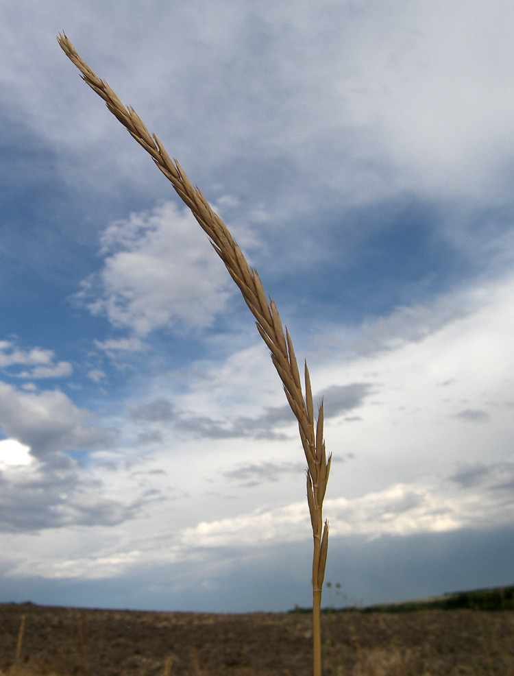 Image of Agropyron fragile specimen.