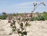 Rindera tetraspis. Верхушка плодоносящего растения. Краснодарский край, м/о Анапа, окр. пос. Супсех, приморский обрывистый травяной склон. 16.05.2015.