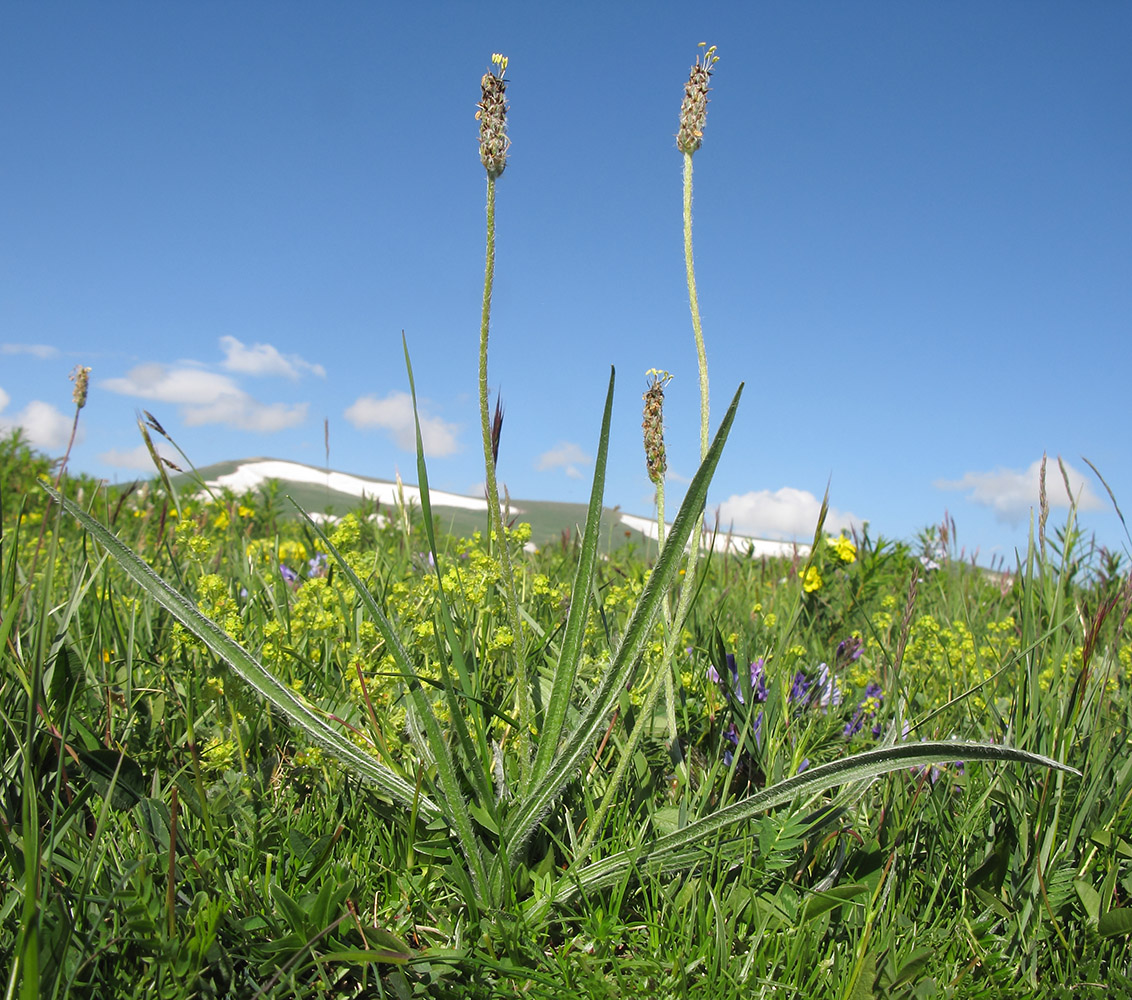 Image of Plantago atrata specimen.