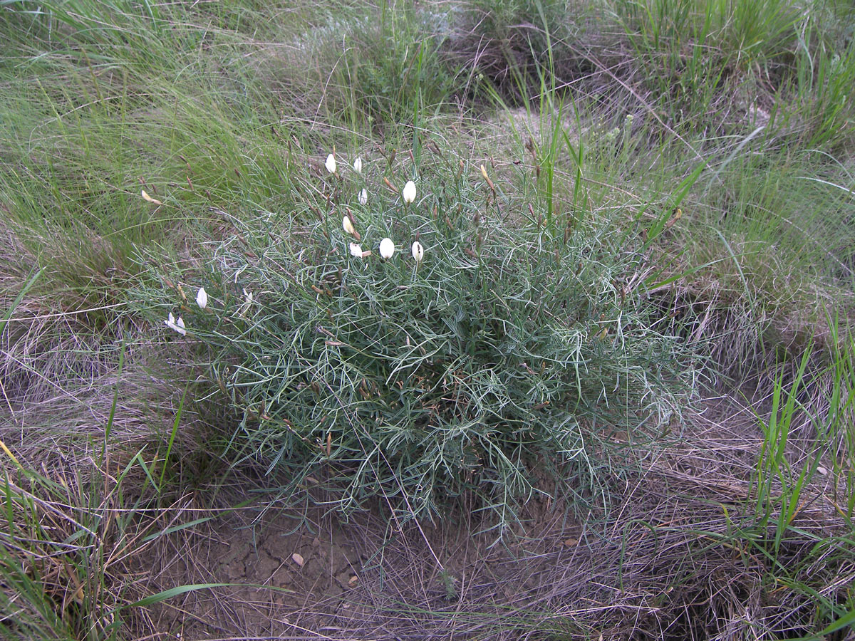 Изображение особи Astragalus pseudotataricus.