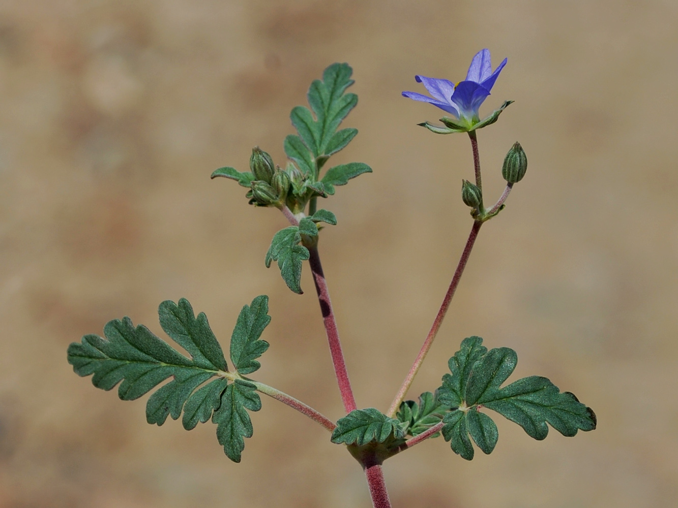 Изображение особи Erodium oxyrhynchum.