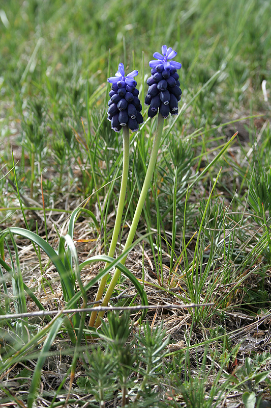 Изображение особи Muscari neglectum.