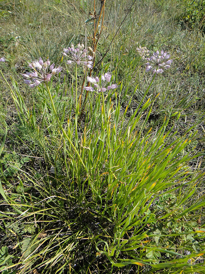 Изображение особи Allium senescens.