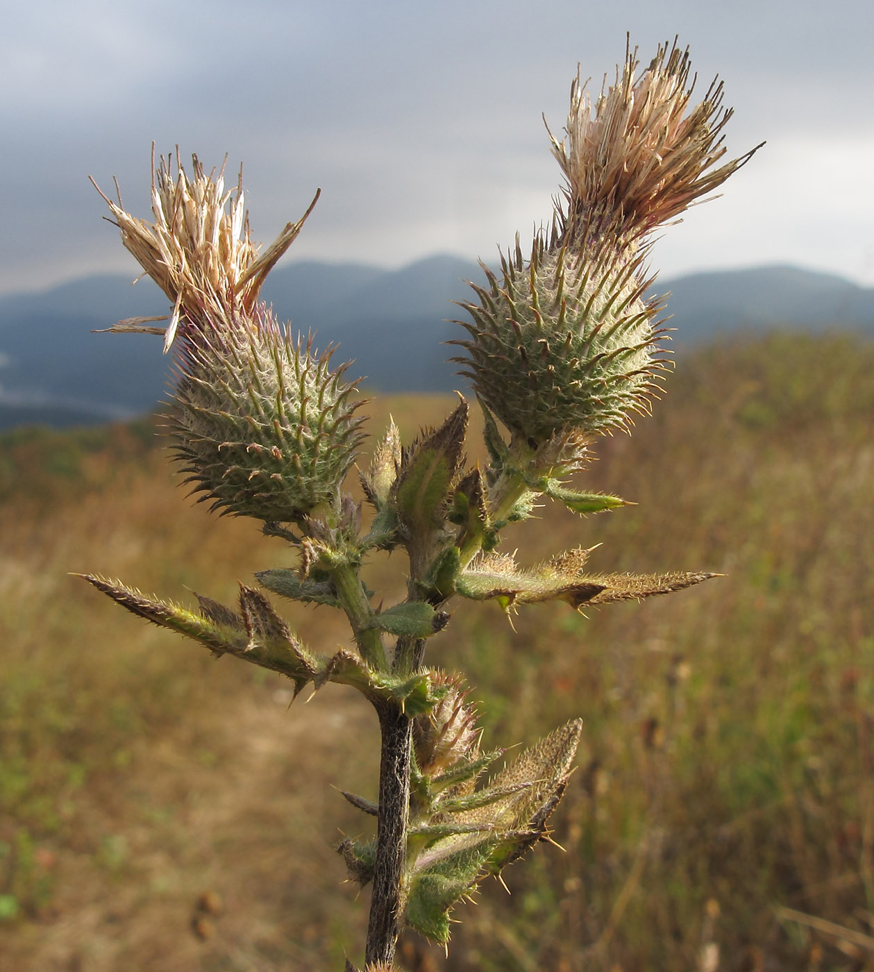 Image of Cirsium euxinum specimen.