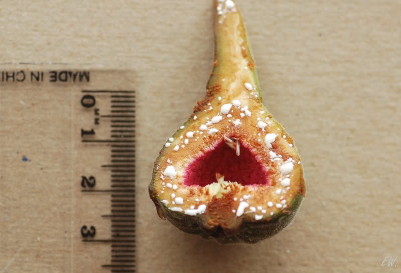 Image of Ficus auriculata specimen.