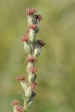 Artemisia vulgaris