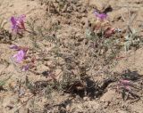 Astragalus angarensis. Цветущее растение. Иркутская обл., Усть-Ордынский р-н, долина р. Куда. 16.05.2014.