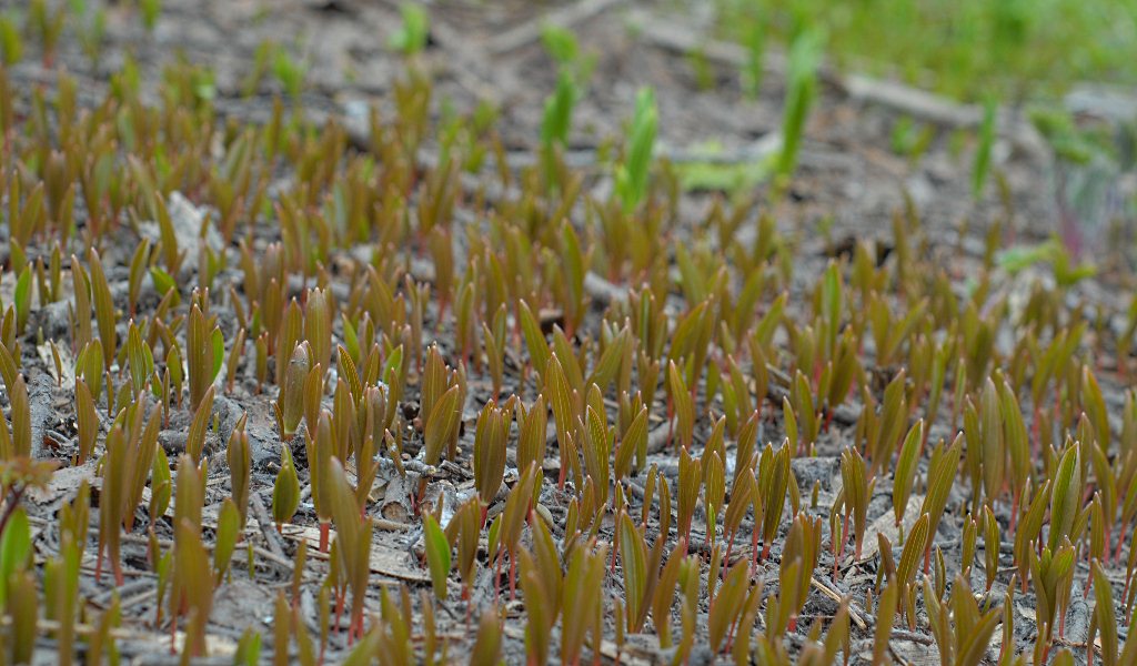 Image of Fritillaria camschatcensis specimen.