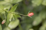 Anagallis arvensis