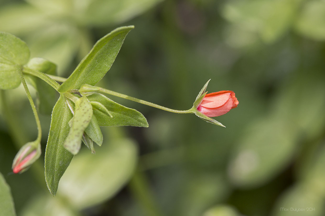 Image of Anagallis arvensis specimen.