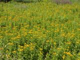 Inula germanica. Цветущие растения. Украина, Днепропетровская обл., балка в верховьях р. Самоткани. 28.06.2009.