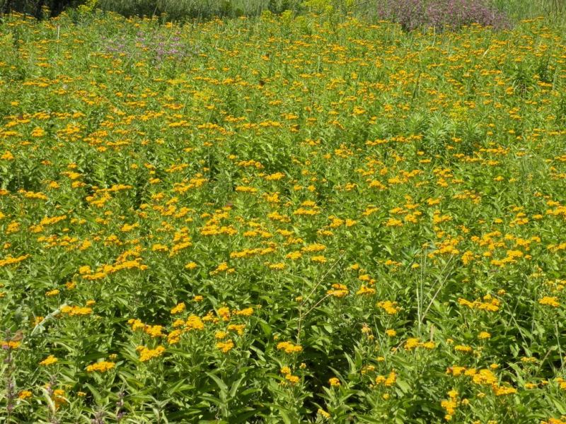 Изображение особи Inula germanica.