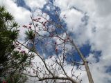 Pseudobombax ellipticum. Верхушка цветущего растения. Австралия, г. Брисбен, ботанический сад. 26.09.2015.