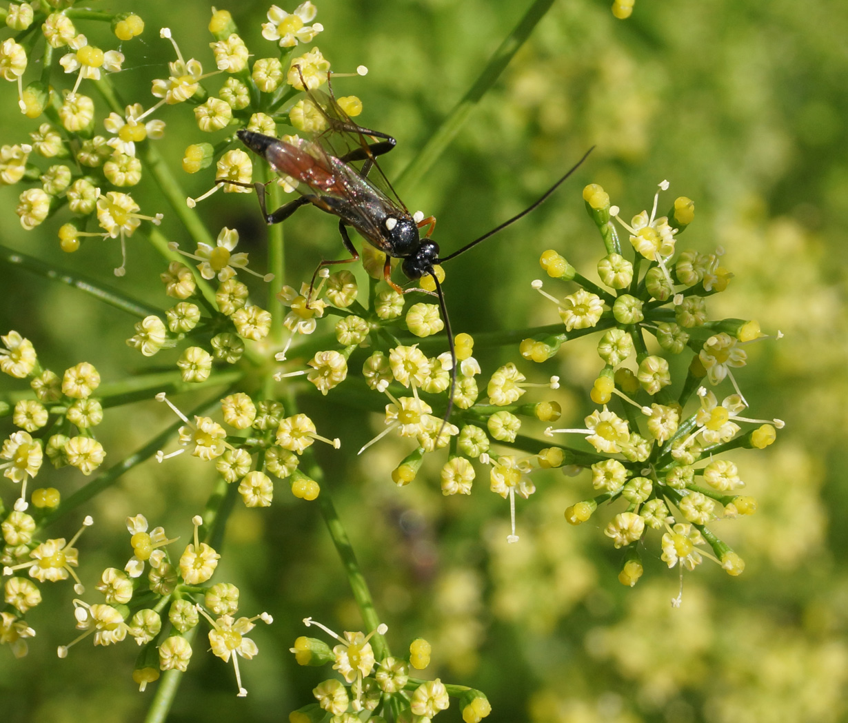 Изображение особи Petroselinum crispum.