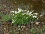 Cardamine prorepens