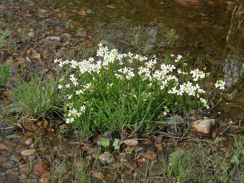 Изображение особи Cardamine prorepens.