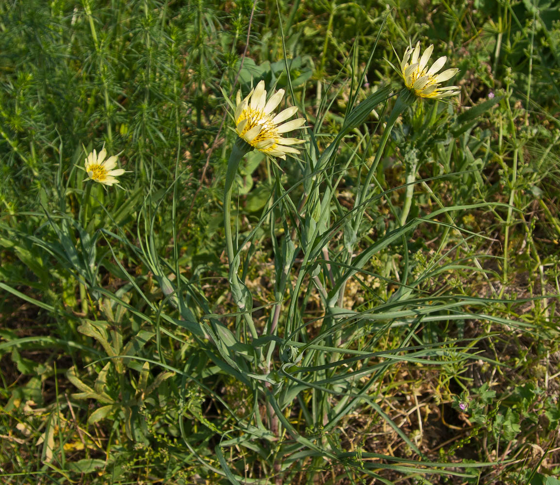 Изображение особи Tragopogon dubius.