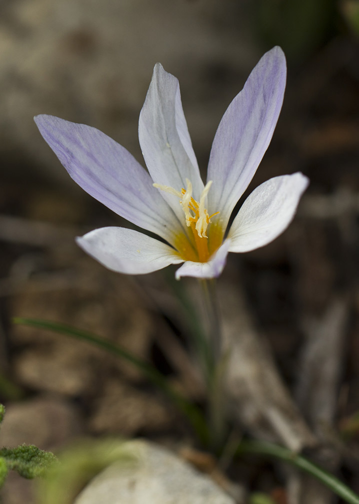 Изображение особи Crocus laevigatus.