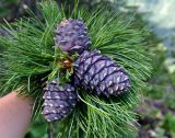 Pinus sibirica