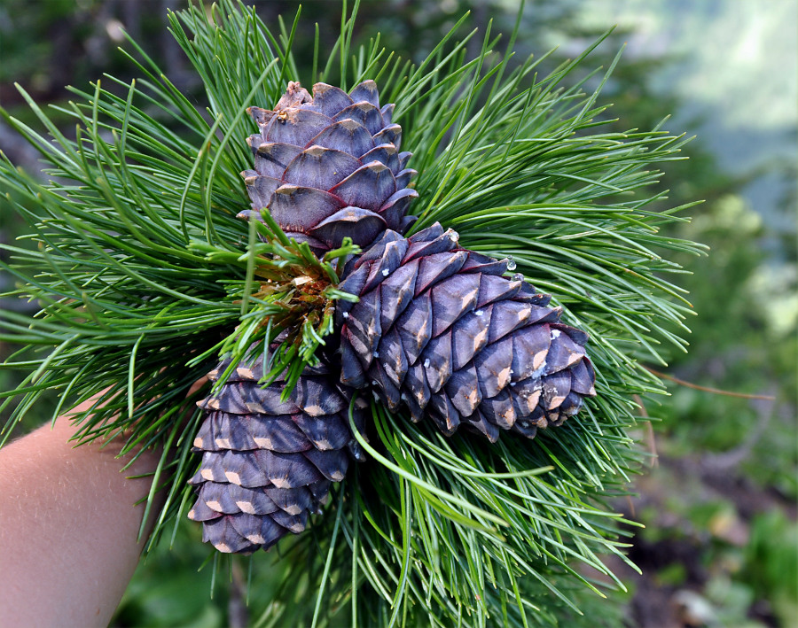 Изображение особи Pinus sibirica.