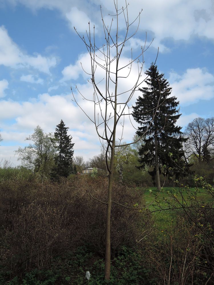 Изображение особи Magnolia hypoleuca.