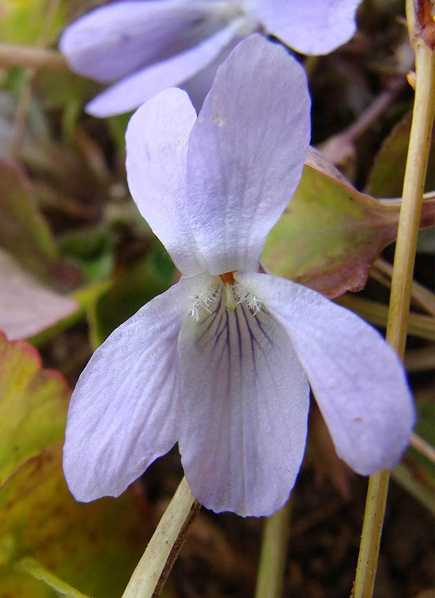 Изображение особи Viola sacchalinensis.